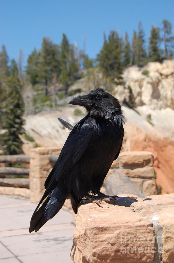 Raven at Bryce Canyon Photograph by Debra Thompson