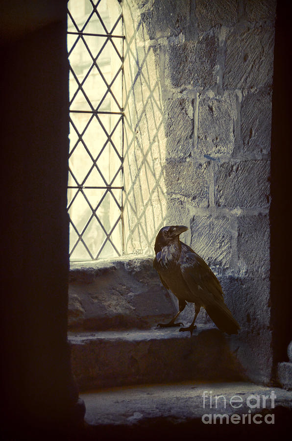 Bird Photograph - Raven By Window by Jill Battaglia