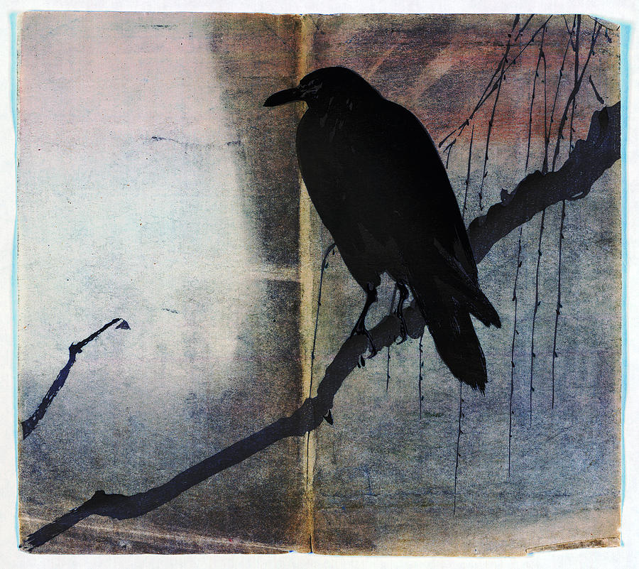 Raven Digital Art - Raven by Carol Pietrantoni