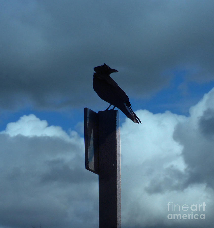 Raven Checking The Wind Photograph by Jacklyn Duryea Fraizer