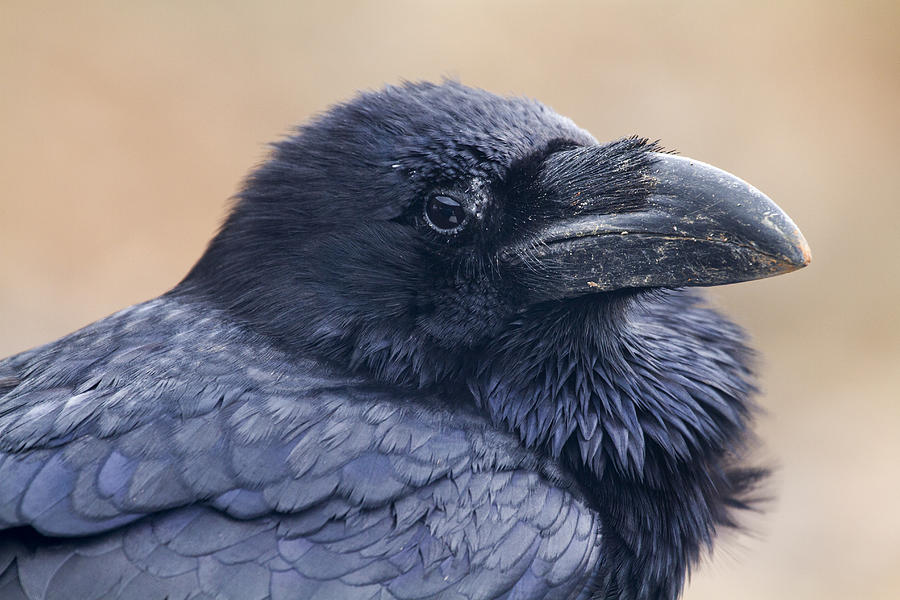 Raven Photograph - Raven by Chris Smith