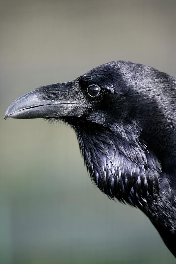 Raven Corvus Corax Perched From A Rock Photograph by David Santiago ...