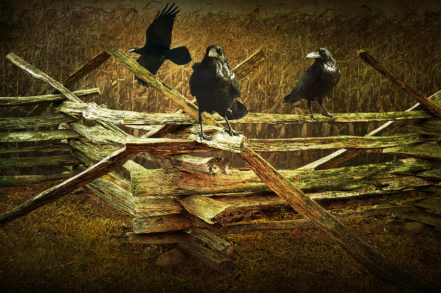 Raven Crows on a Split Rail Fence Photograph by Randall Nyhof