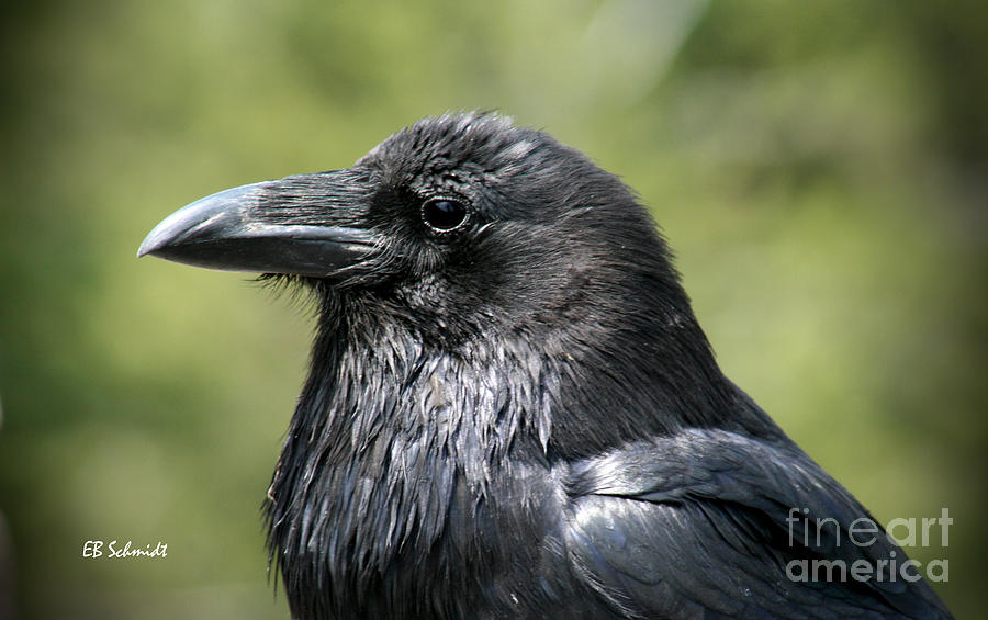 Raven Photograph by E B Schmidt