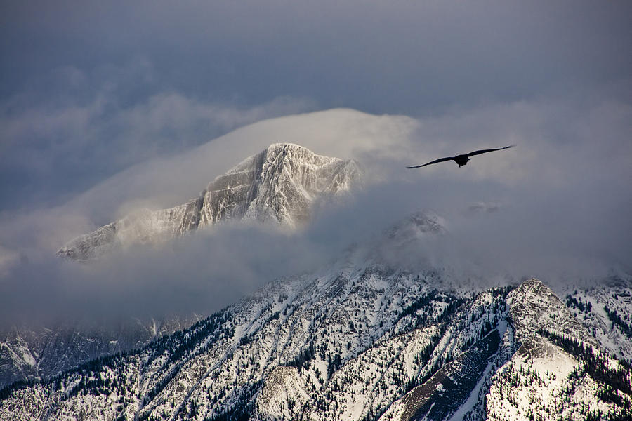 Nature Photograph - Raven flying in the Jasper National Park Mountains by Randall Nyhof