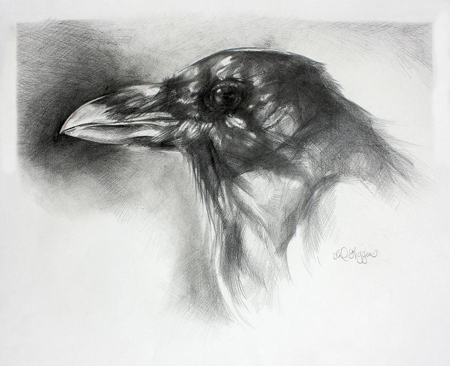 Raven Head Drawing by Derrick Higgins Pixels