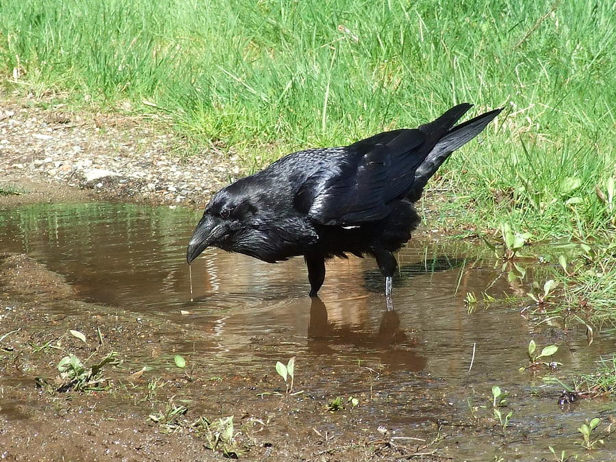 Raven in a puddle Photograph by Will LaVigne