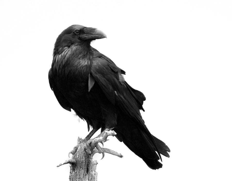 Raven in Black & White - Isolated Photograph by BirdImages