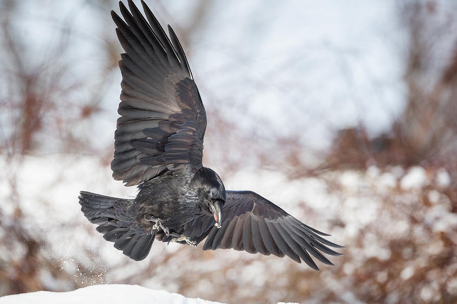 Raven Photograph - Raven In Flight by Bill Wakeley