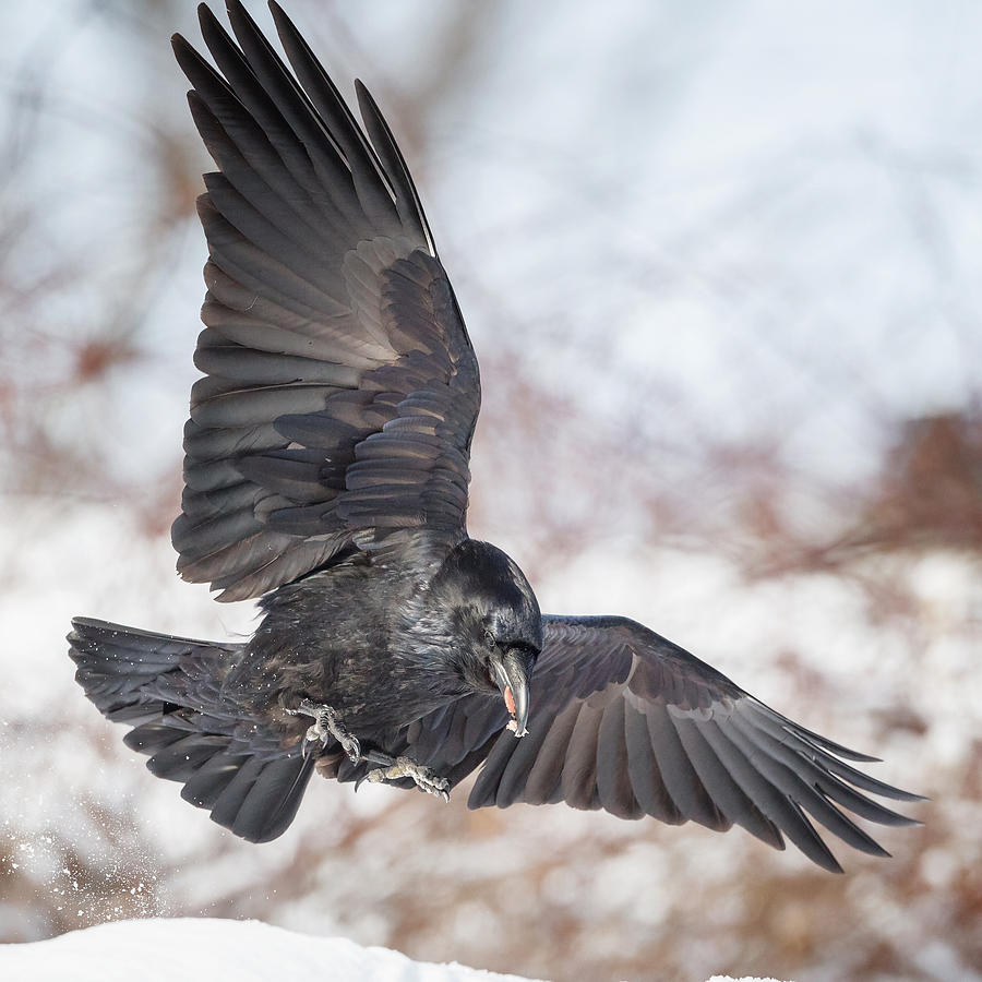 Raven In Flight Square Photograph by Bill Wakeley