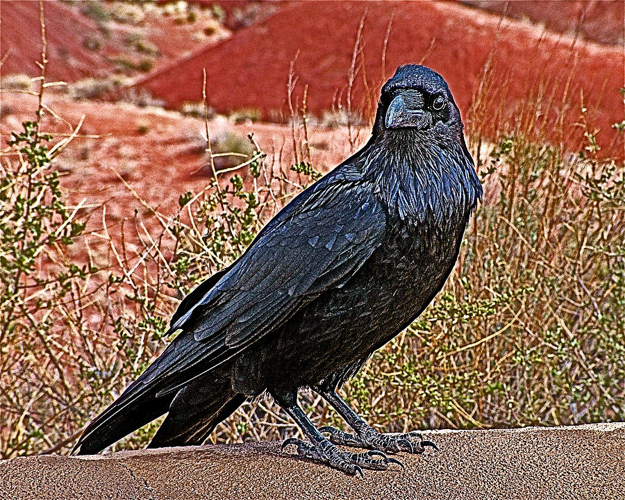 Raven in Painted Desert in Petrified Forest National Park-Arizona Photograph by Ruth Hager
