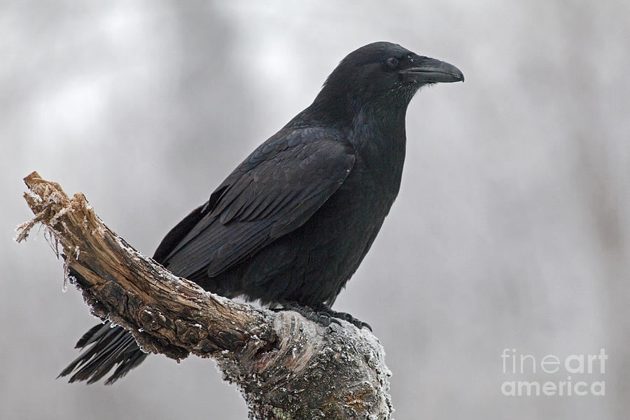Raven Photograph - Raven in Profile by Tim Grams