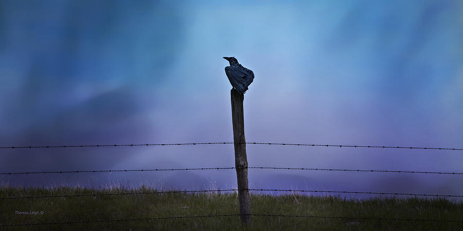 Raven In The Rain Photograph by Theresa Tahara