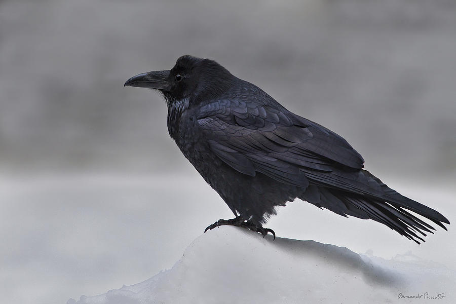 Raven in the Snow Photograph by Armando Picciotto