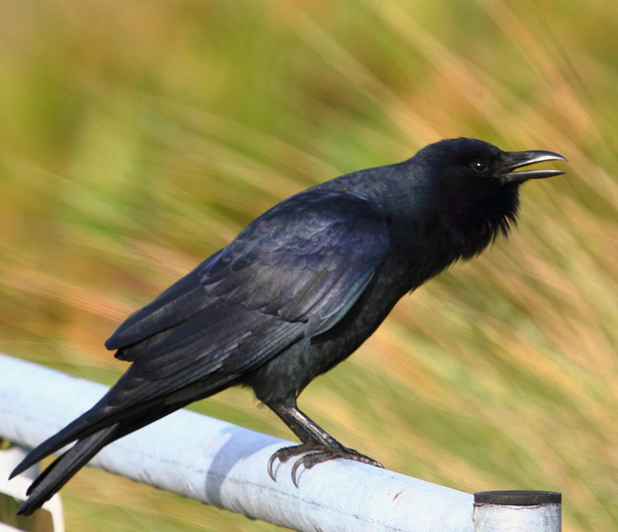 Raven in the Sun Photograph by David Rosenthal - Fine Art America