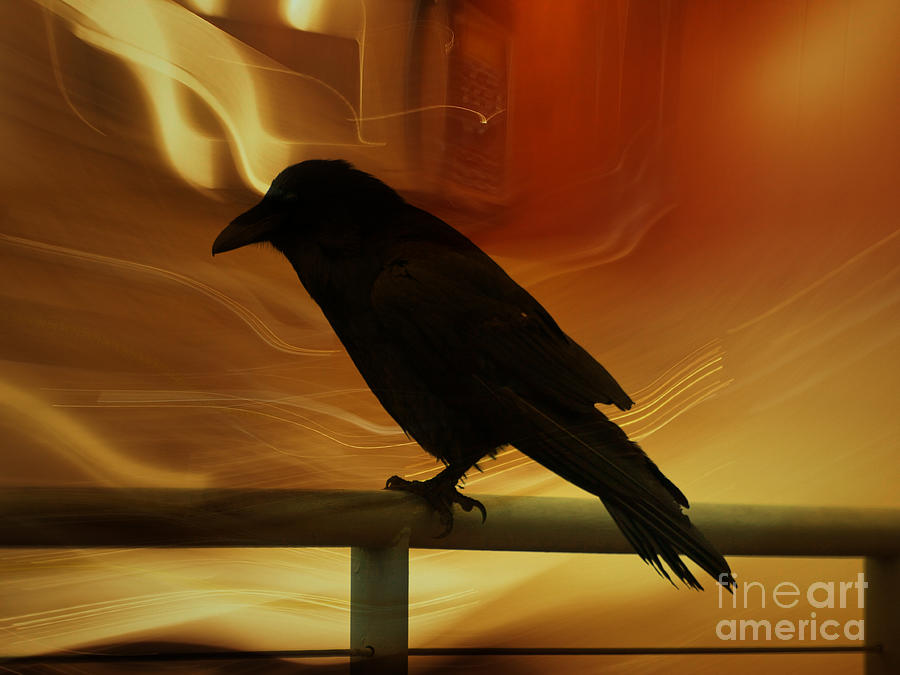 Raven Photograph by Jacklyn Duryea Fraizer
