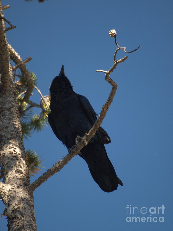 Raven Photograph by Jacklyn Duryea Fraizer