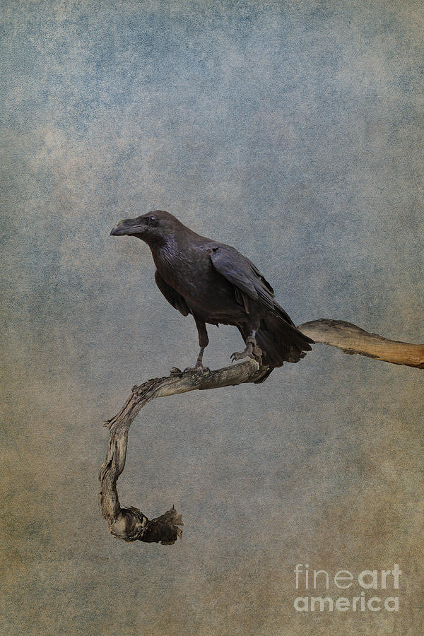 Raven Photograph by Jim Hatch