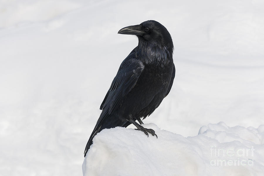 Raven Photograph by John Shaw