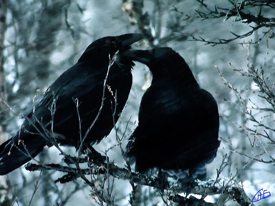 Raven Photograph - Raven Love Chat by Colette V Hera Guggenheim