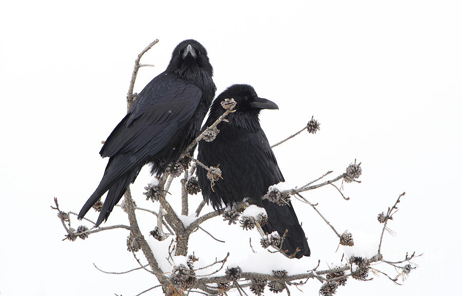 Raven Lovers Photograph by Deby Dixon