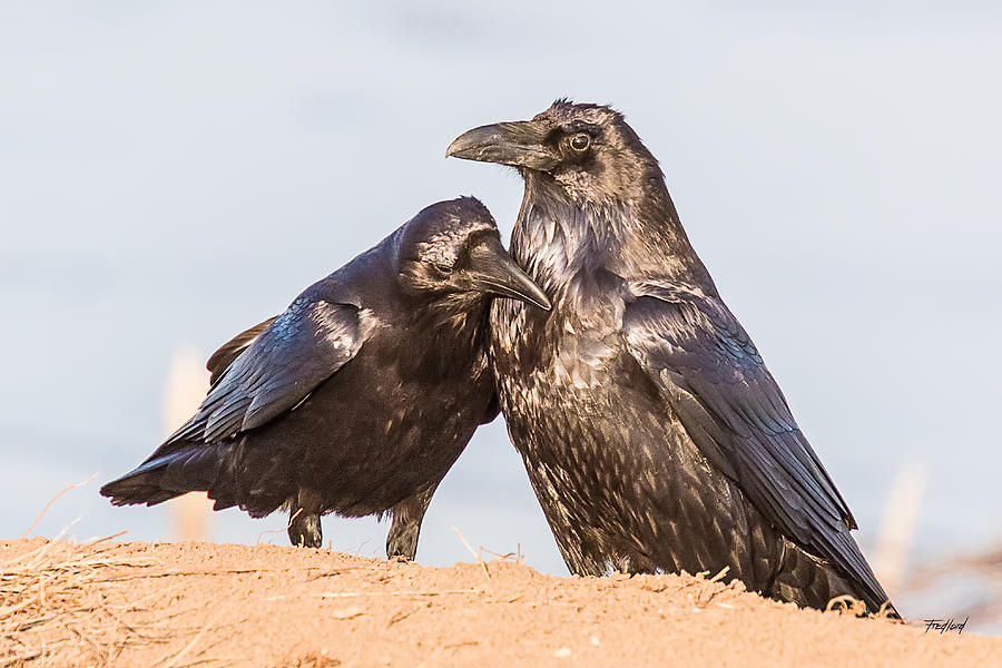 Raven Lovers Photograph by Fred J Lord