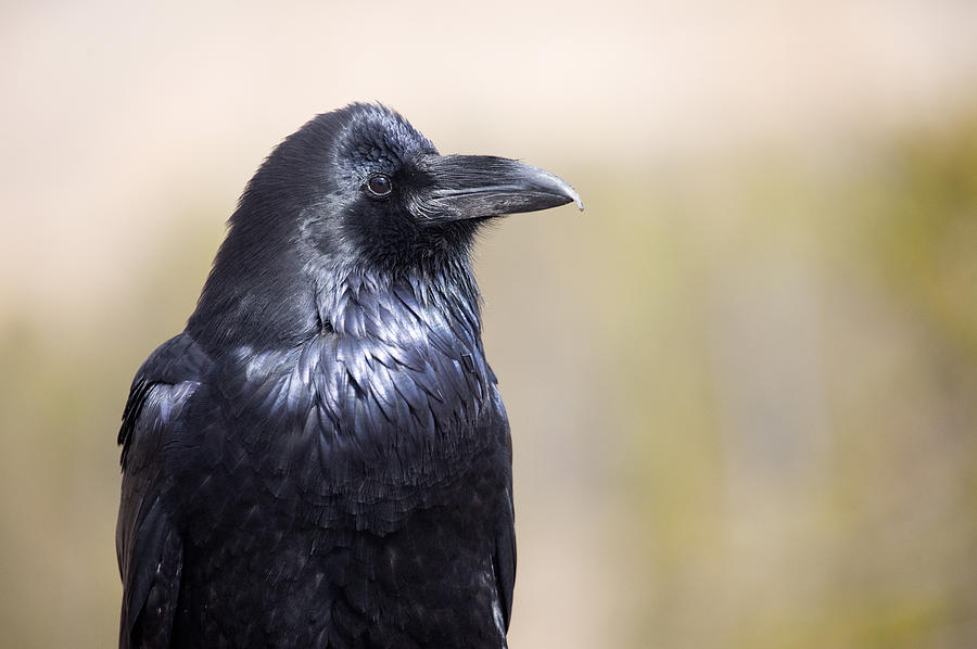 Raven Photograph by Max Waugh