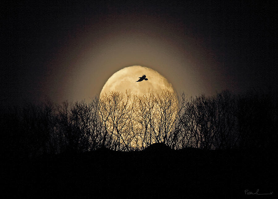 Raven Moon Photograph by Pekka Sammallahti