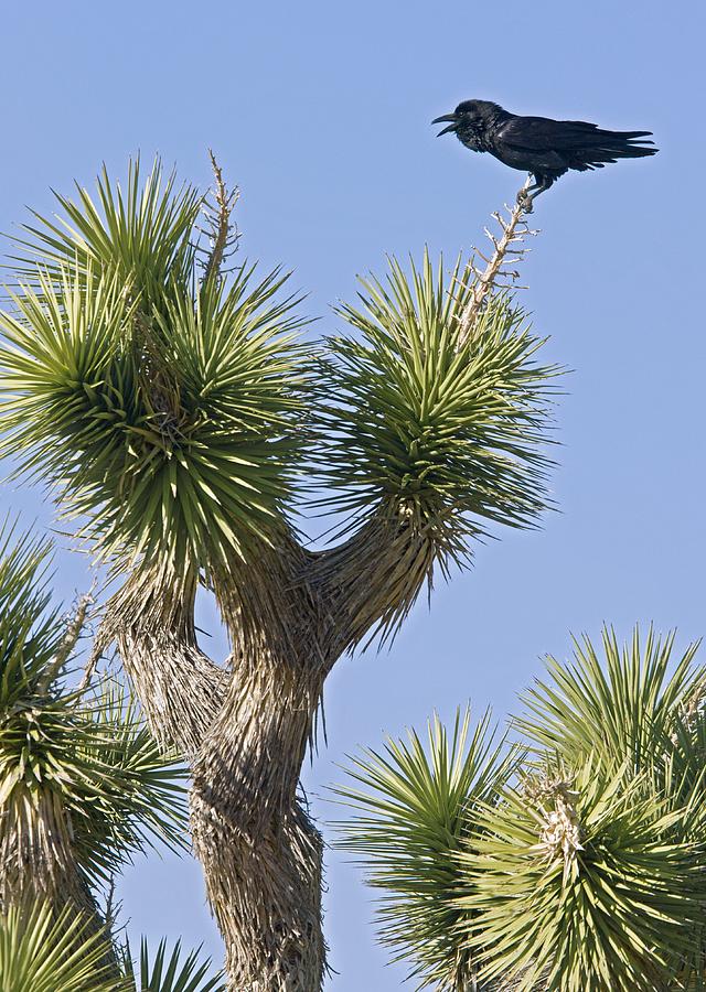 Raven on a joshua tree Photograph by Science Photo Library Raven on a joshua tree Photograph by Science Photo Library
