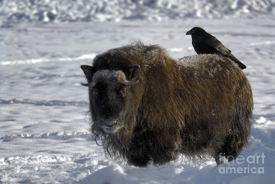 Raven On Muskox Photograph by Mark Newman