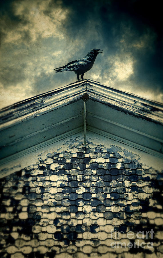 Raven on Roof Photograph by Jill Battaglia