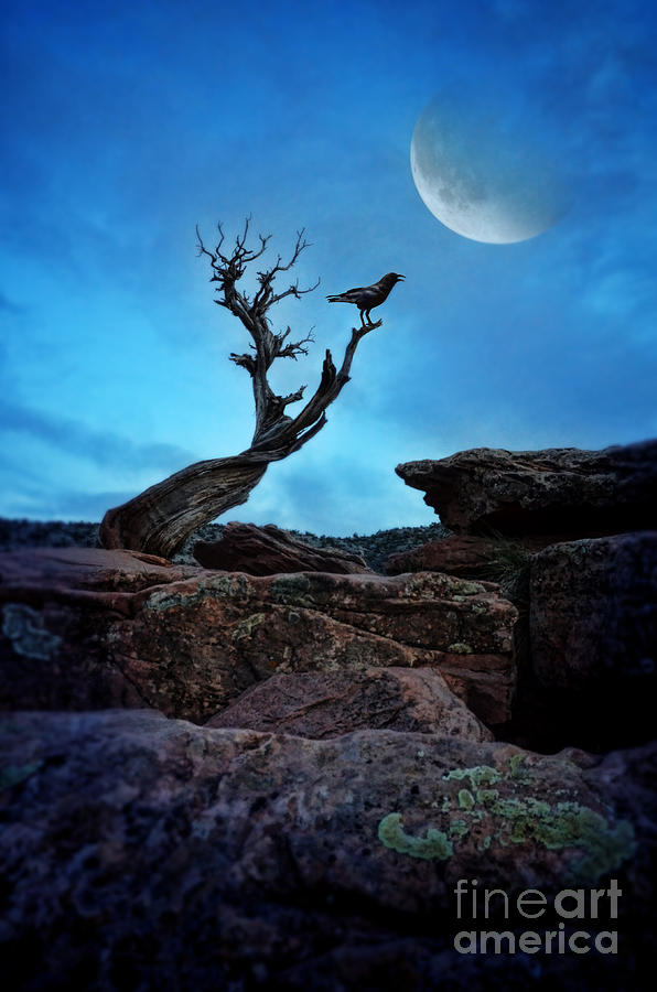 Raven on Twisted Tree with Moon Photograph by Jill Battaglia