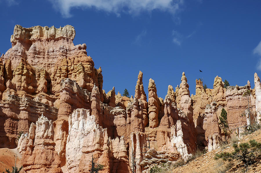 Raven Over Bryce Canyon Photograph by Lee Kirchhevel
