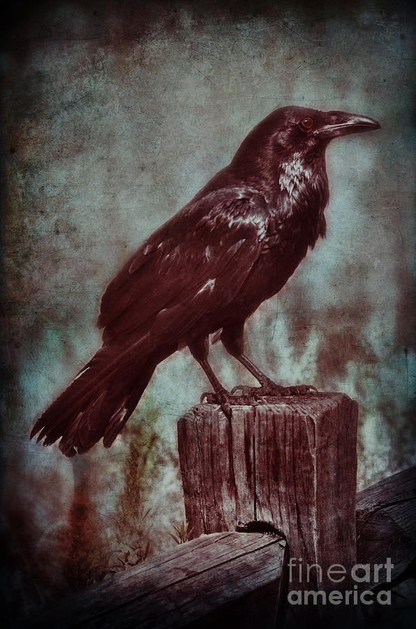 Raven Perched on a Post Photograph by Jill Battaglia