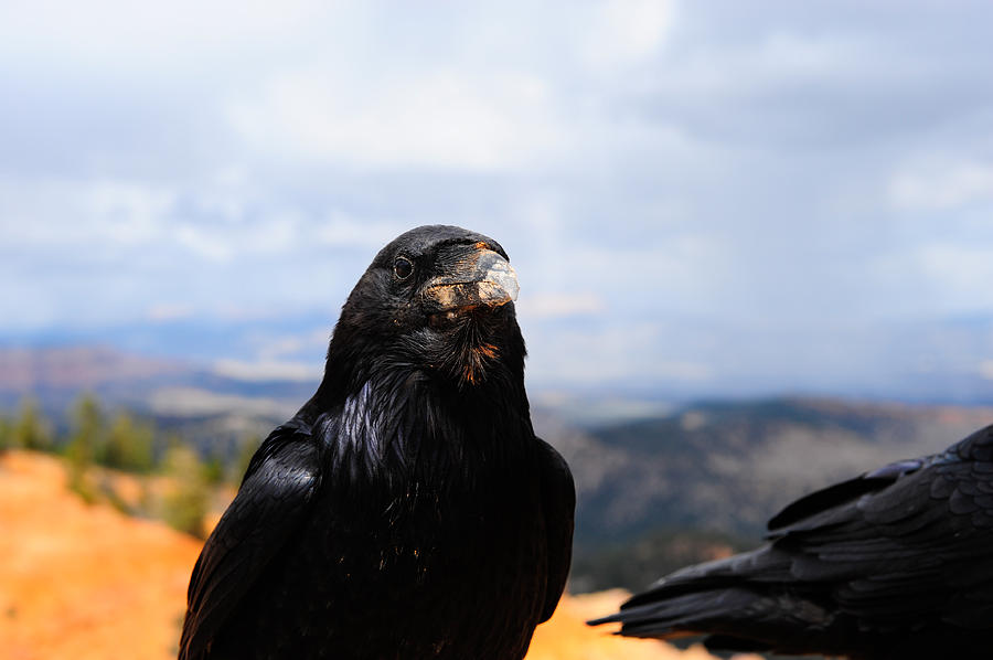 Raven Portrait Photograph by Don and Bonnie Fink - Fine Art America