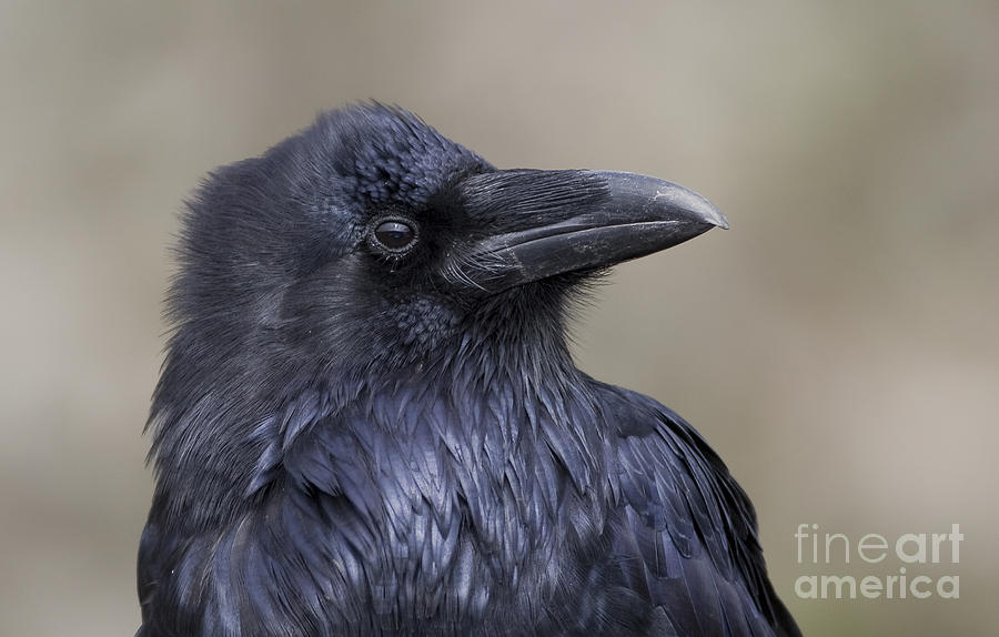 Raven Portrait II Photograph by John Blumenkamp | Fine Art America