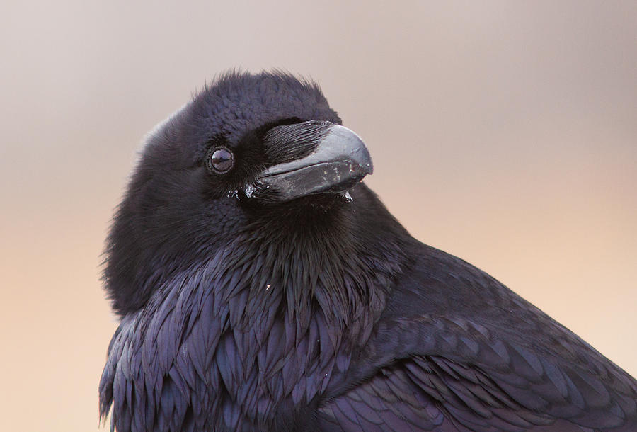 Raven Portrait Photograph by Mircea Costina Photography
