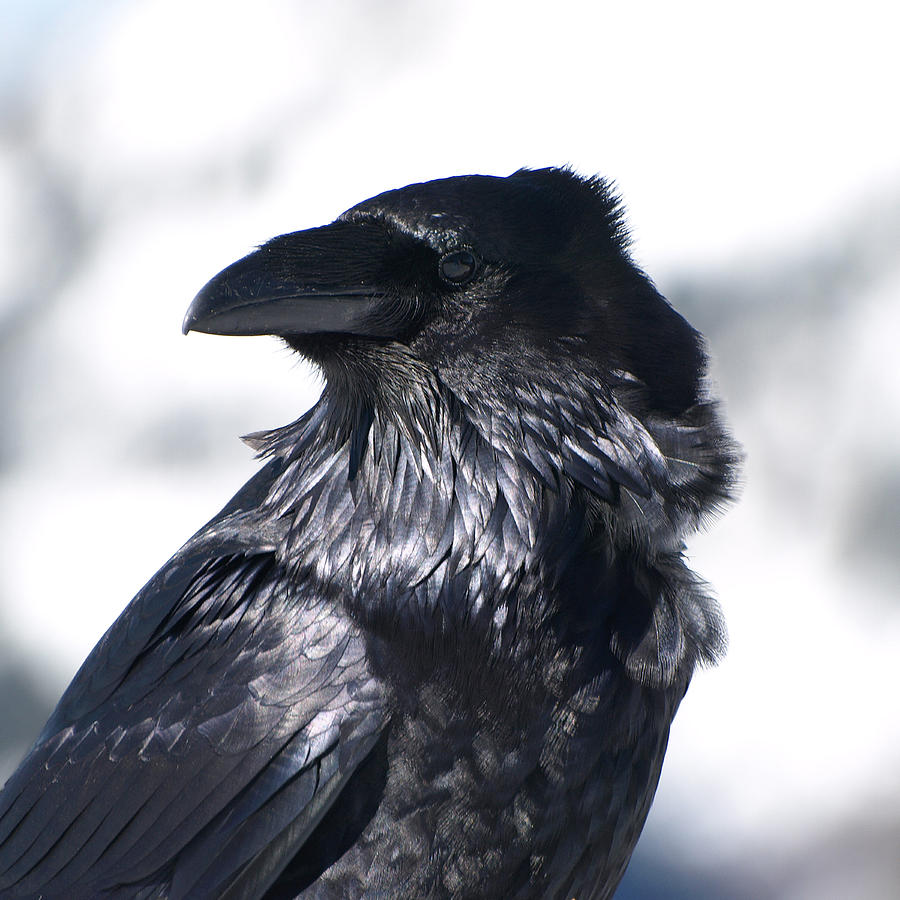 Raven Profile Photograph by Carolyn Waissman