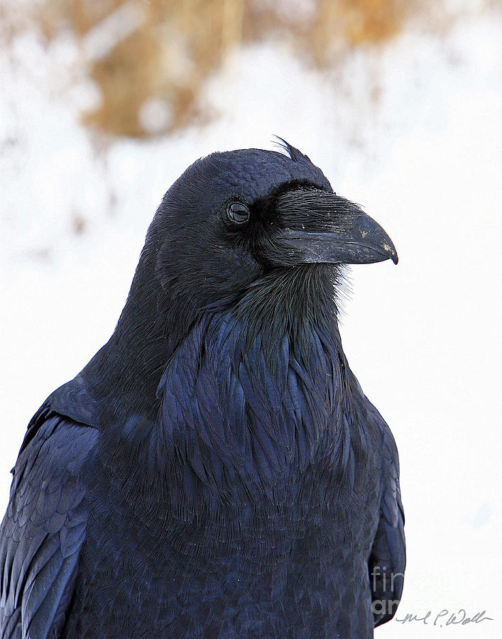 Picture raven profile Raven