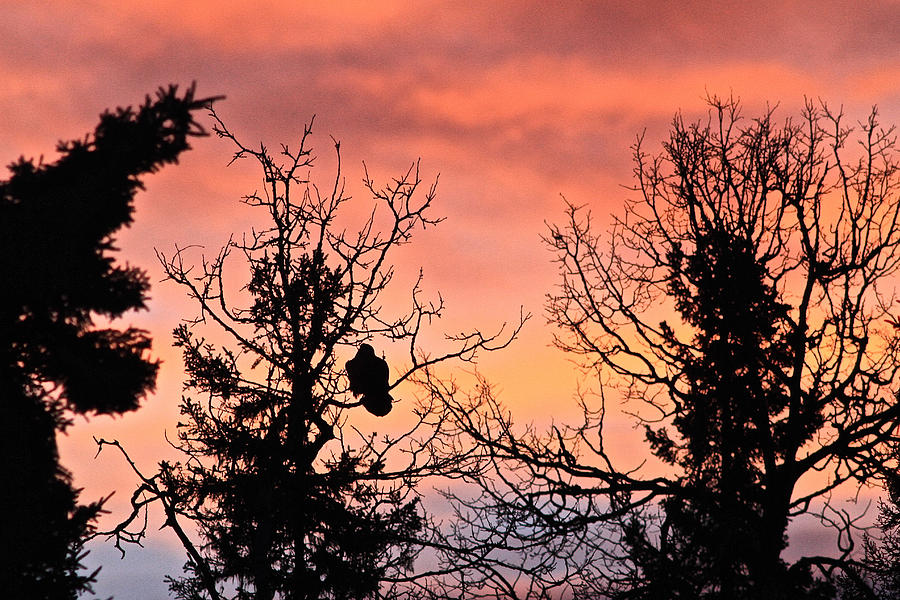 Raven Sunrise 2 Photograph by Donna Quante