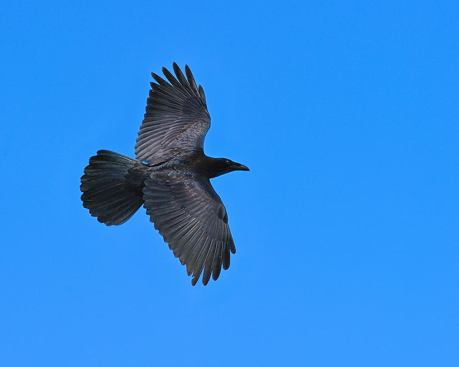 Raven Photograph by Tony Beck
