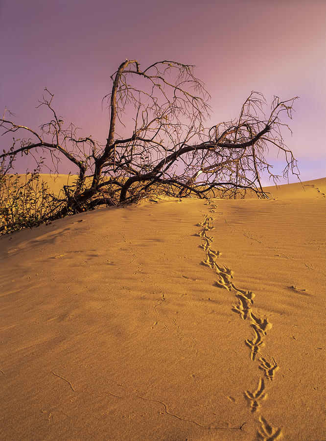 Raven Tracks Across The Sand Dune Photograph by Robert L. Potts