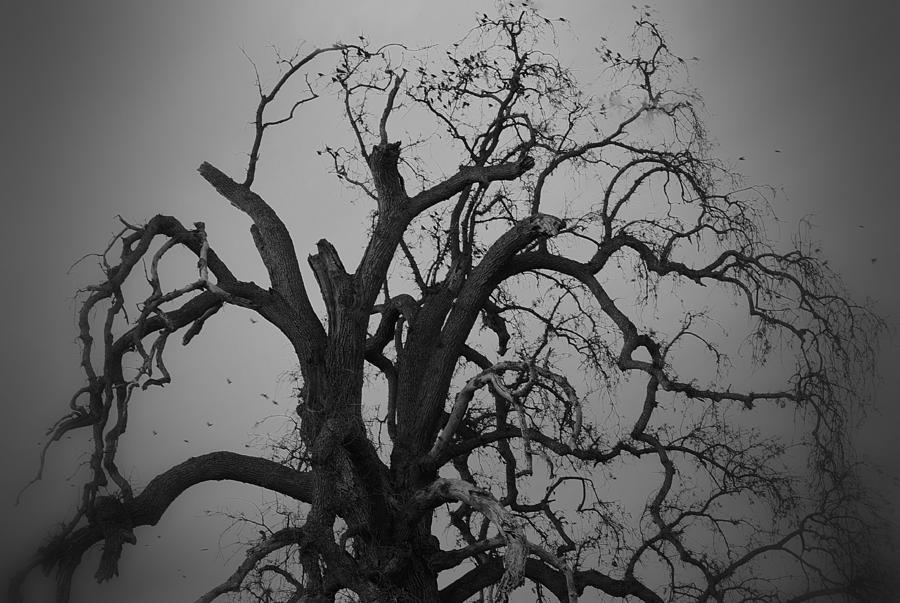 Raven Tree Photograph by Marilyn MacCrakin