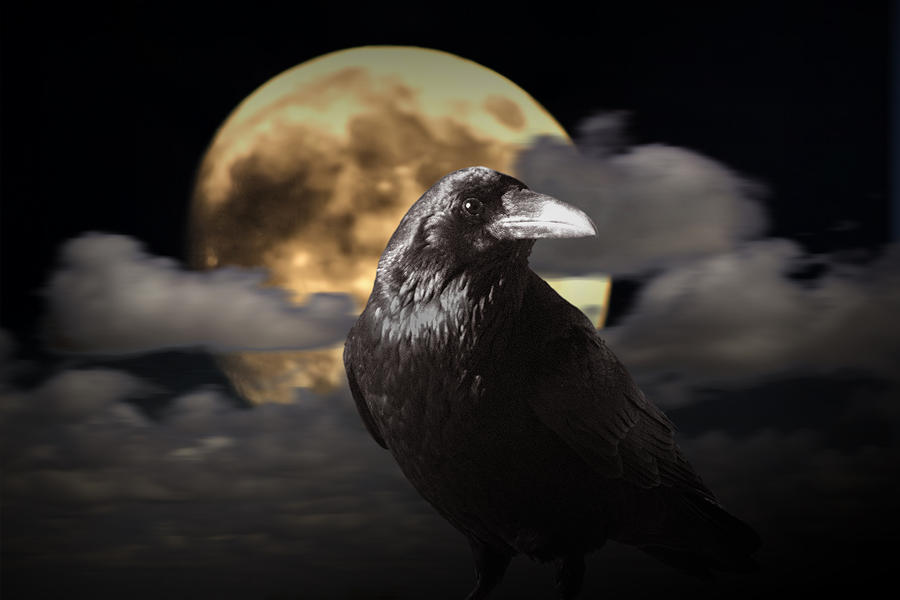 Raven under the Harvest Moon Photograph by Randall Nyhof