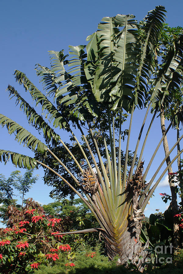 Ravenala palm tree Madagascar Photograph by Rudi Prott