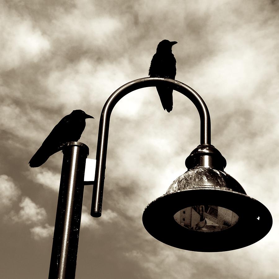 Raven Photograph - Ravens Above The Light by Eric Tressler