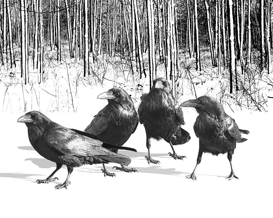 Ravens by the Edge of the Woods in Winter Photograph by Randall Nyhof