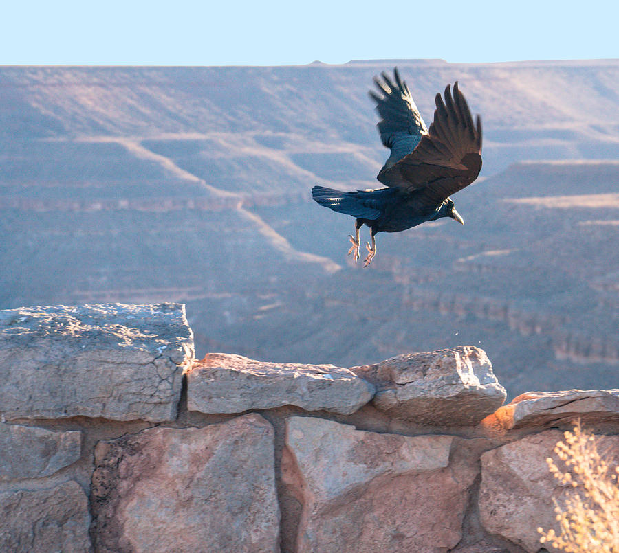 Ravens Fly Photograph