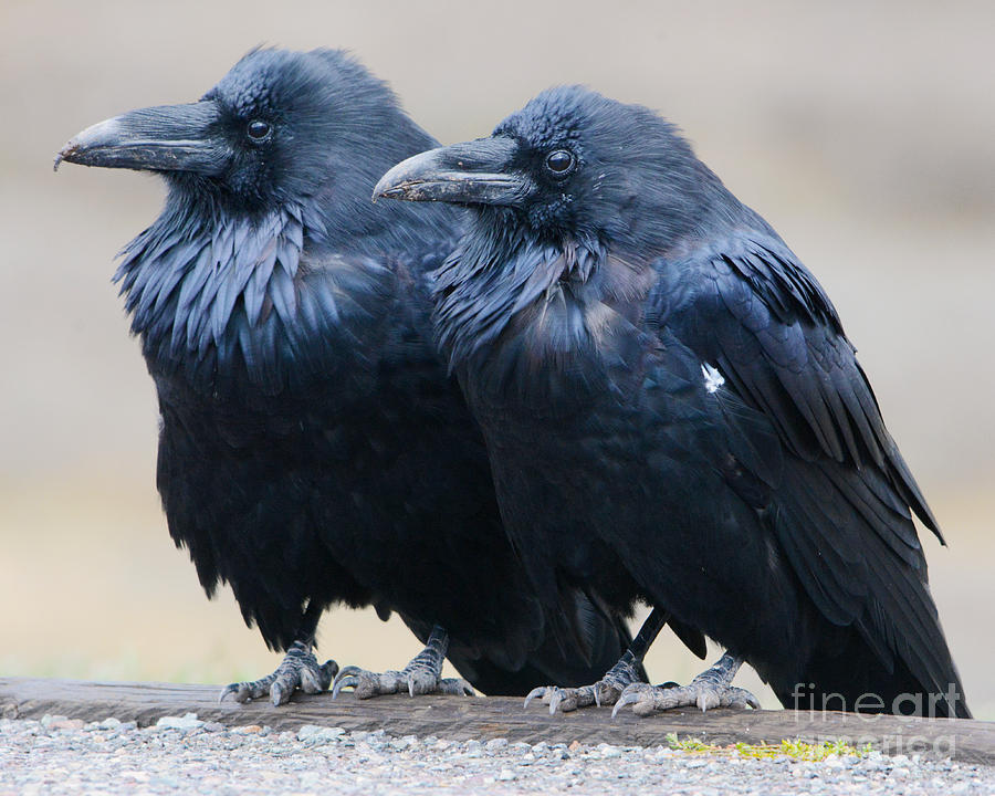 Ravens Photograph by John Greco
