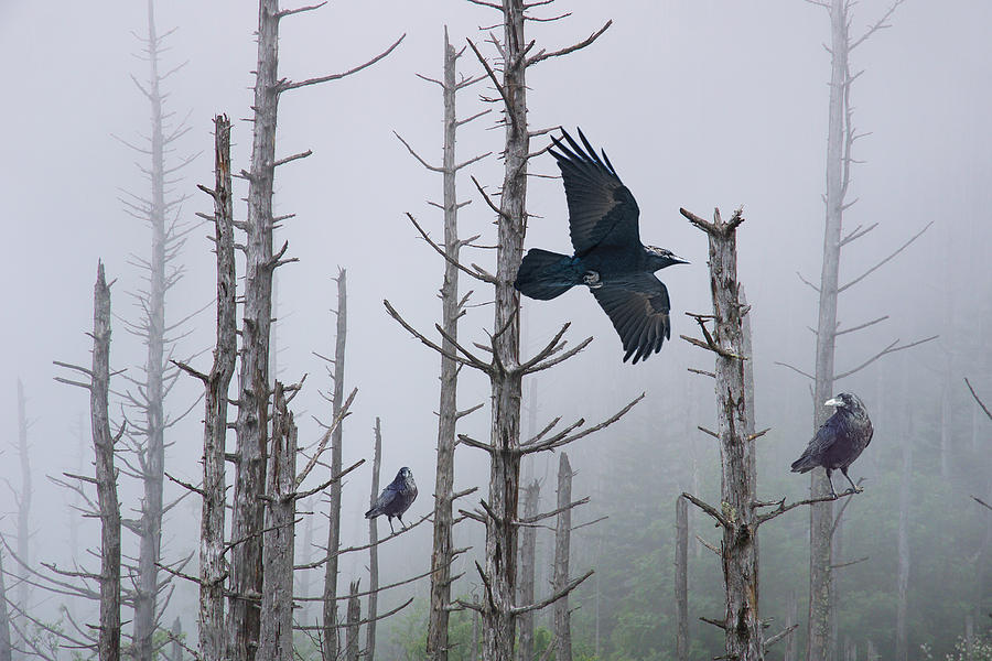 Ravens of the Mist Photograph by Randall Nyhof